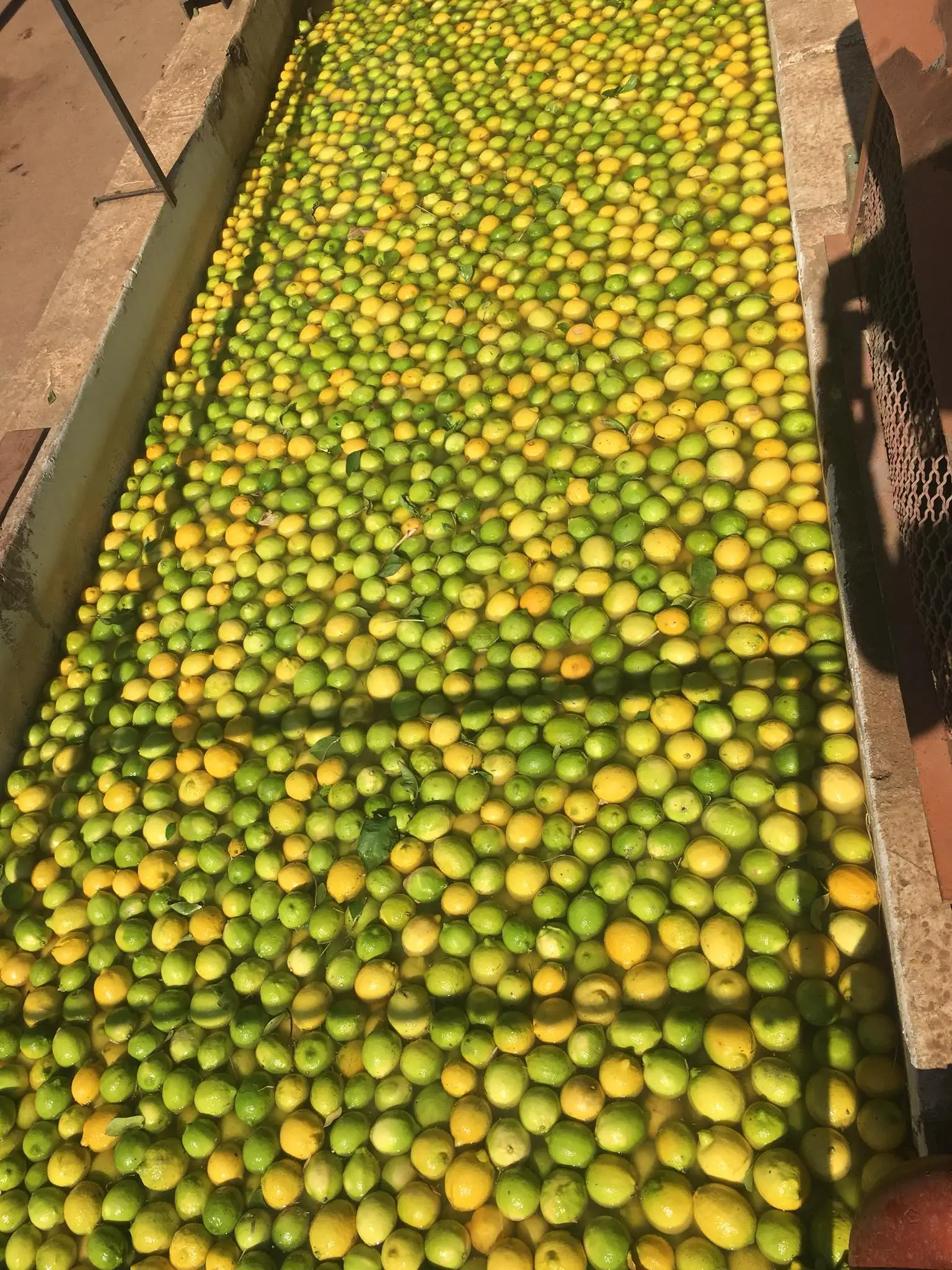 Свежие бессеменные ювричные желтые лимоны класса 1 сочные без семян