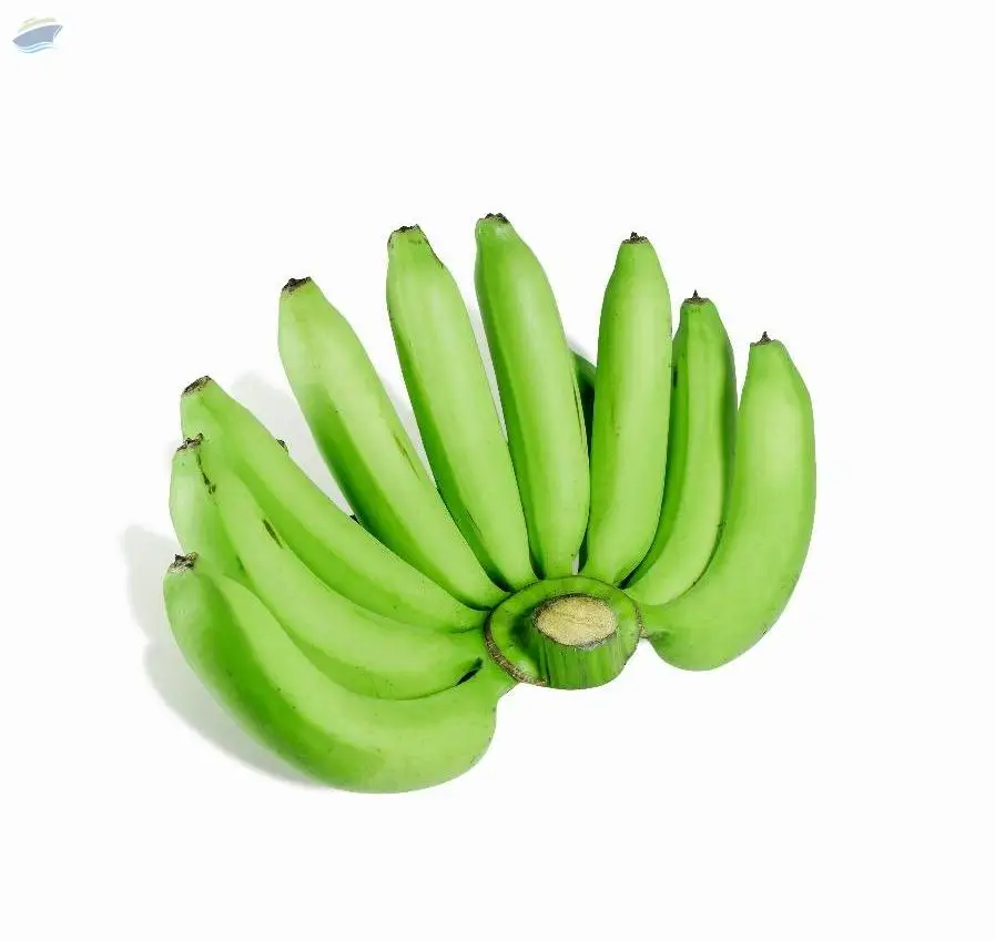 Best Quality Indian Cavendish Banana