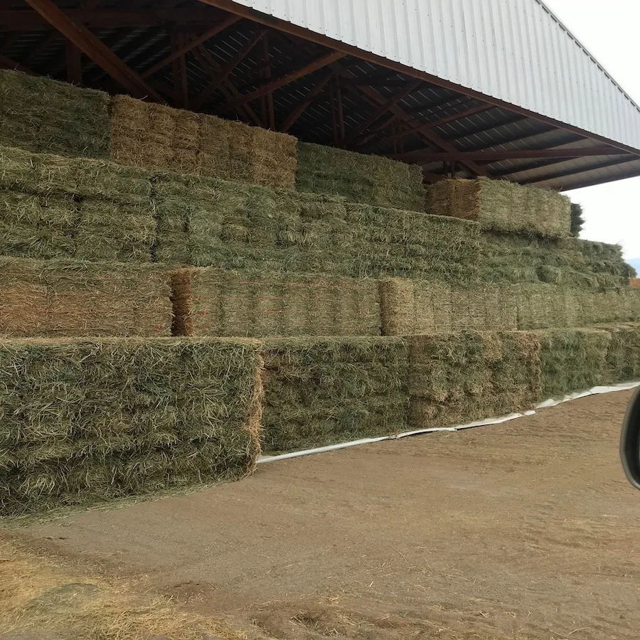 Дешевые 150 кг большие тюки Alfafa Hay корм для животных продажи/где купить 50