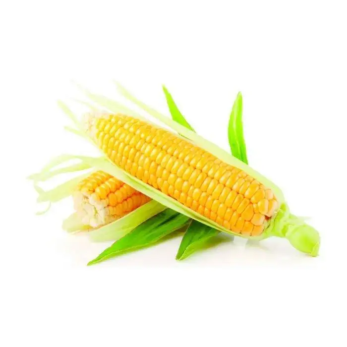 
AD Fresh Fresh Corn Freshcorn Production Of Fresh Yellow Corn Sweet Corn Yellow Purple Gem Maize Wholesale 