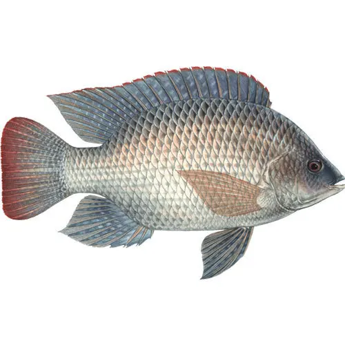 Seafoods And Frozen Food Exporter Whole