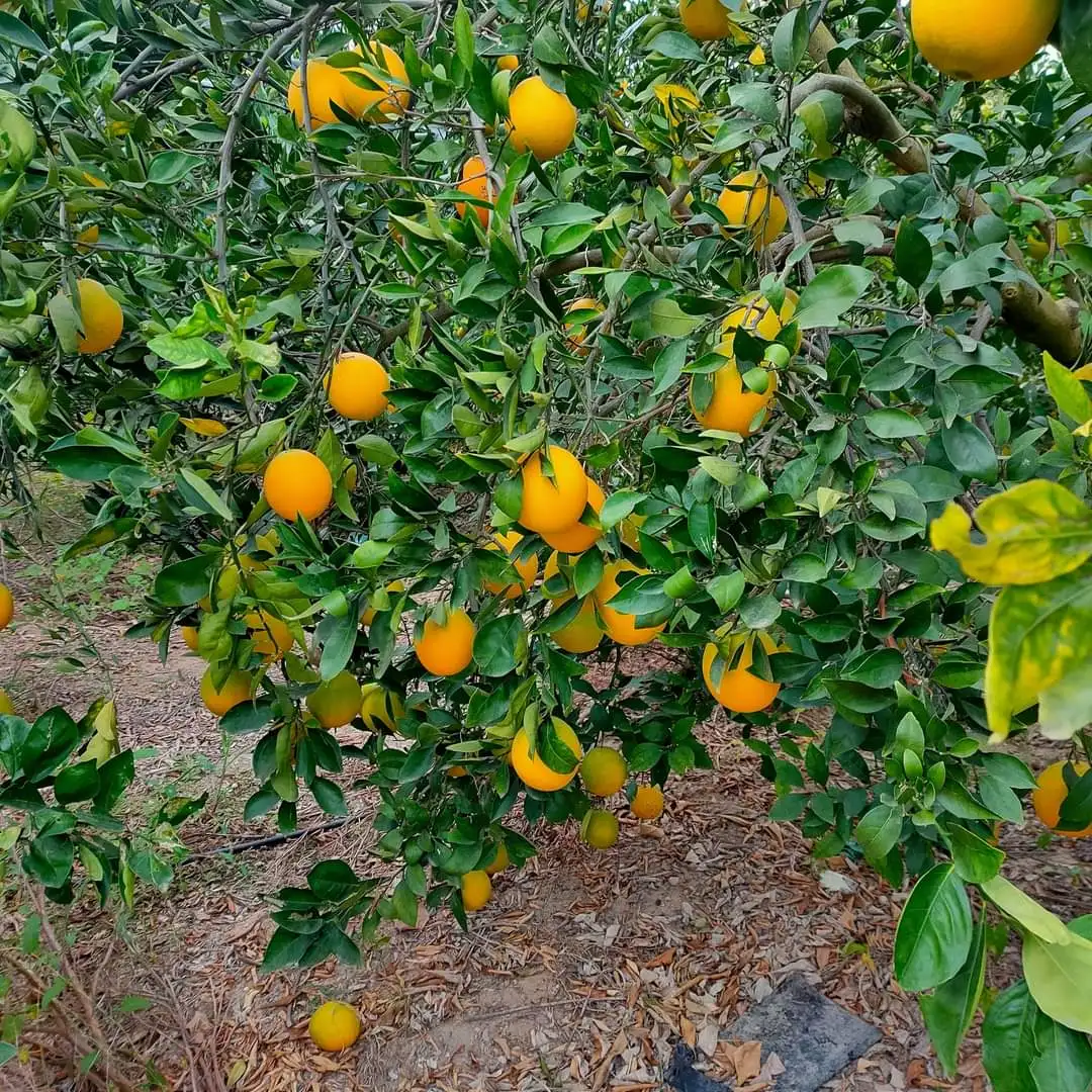 
Fresh Orange Valencia High quality good price 