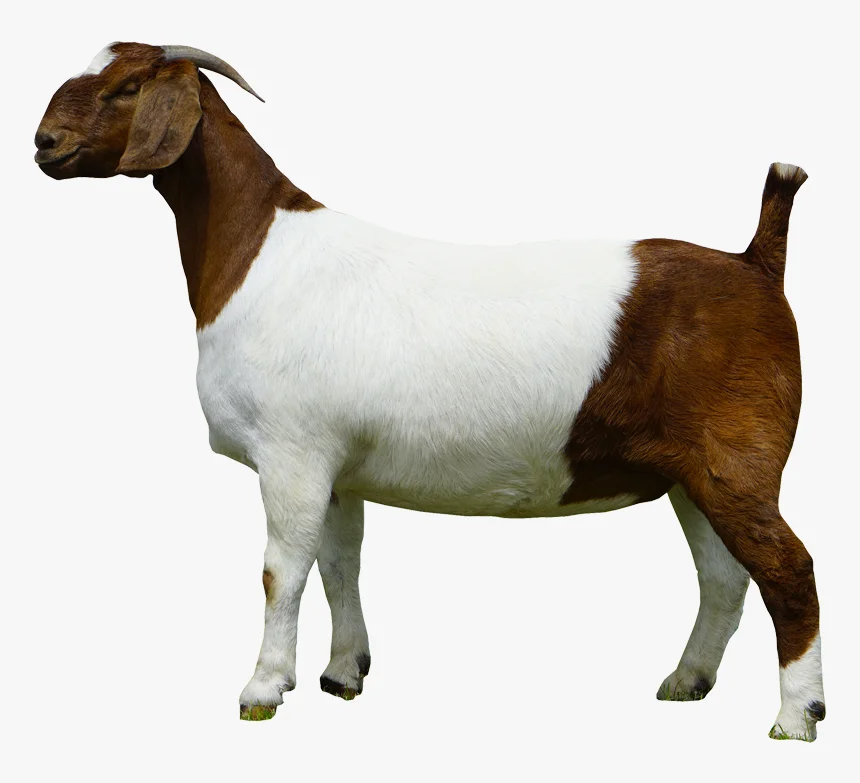 
Pregnant Anglo Nubian goat 