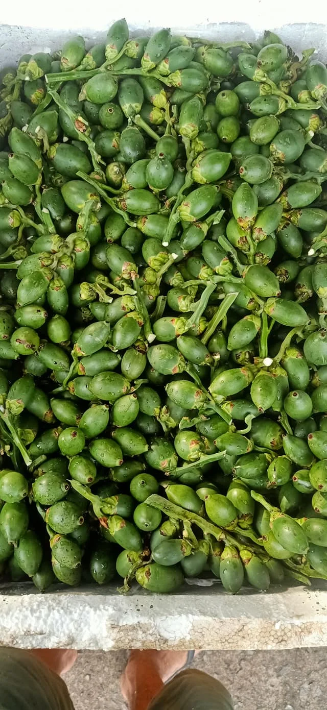  Dried Betel nut Sliced Areca split nuts for