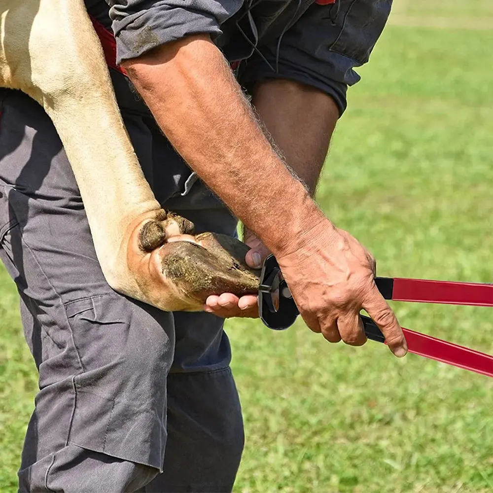 High Quality Stainless steel hoof Trimming Kits with wooden handle With Customized Logo And Made In Pakistan