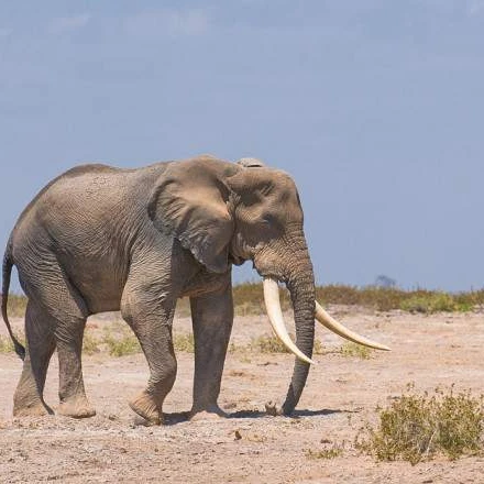 1 DAY TOUR TO AMBOSELI NATIONAL PARK