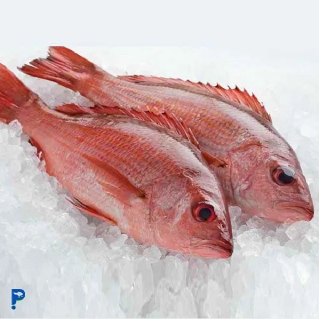 Frozen Cheap Red Snapper Ikan Merah Fish