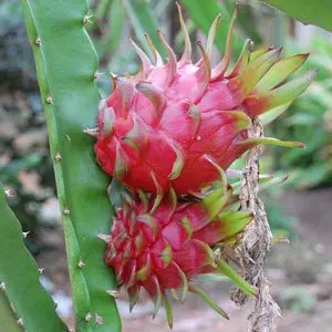 A1 Dragon Fruit-хорошее усиление иммунной системы.