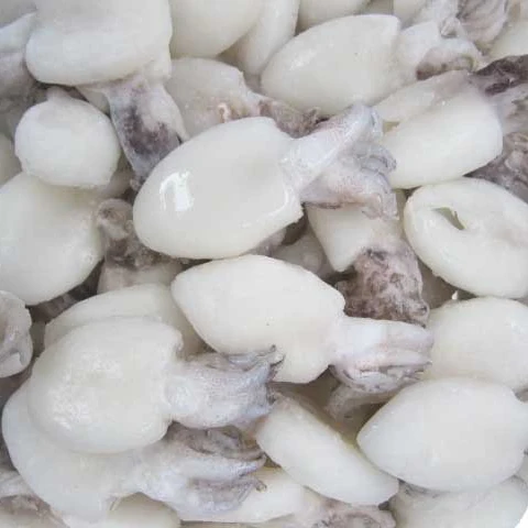 Frozen Healthy & Fresh Cuttlefish Export Morocco Sepiida Seiches At Reasonable Price