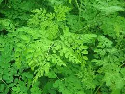 Натуральные Сушеные Листья Моринги из Вьетнама-THOMAS + 84961478592