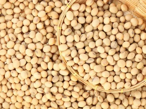  Экспорт высококачественных желтых соевых бобов новый урожай-Вьетнам