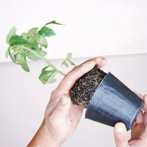 High quality transparent small nursery pots for orchid