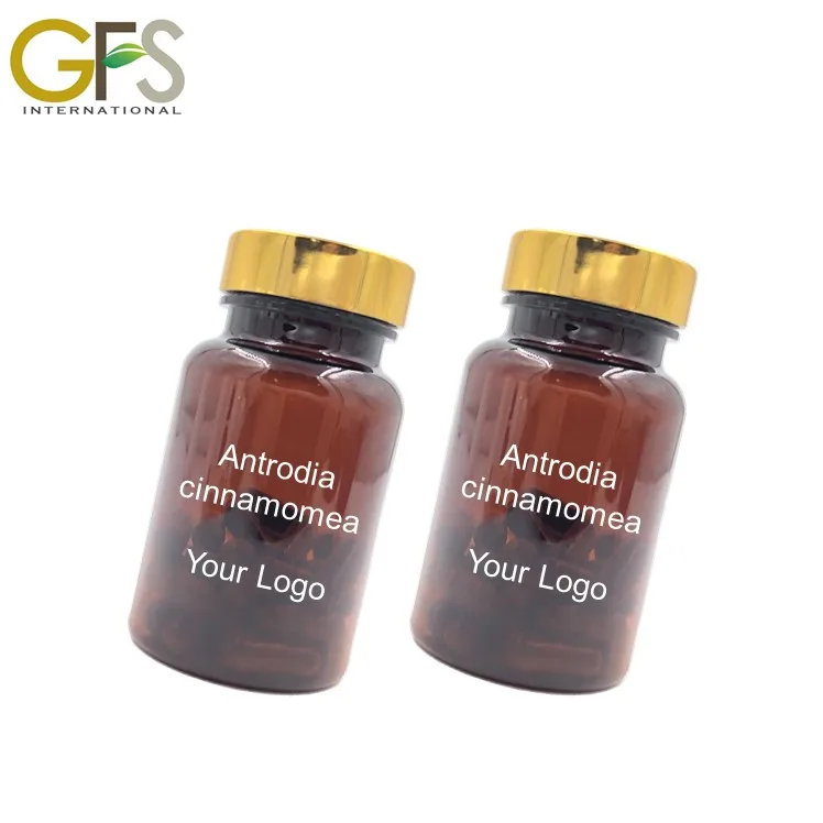 Оптовая продажа безвредные продукты Antrodia camphorata