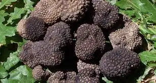 Made in Italy Food , natural truffle, packaged truffle, cream ,