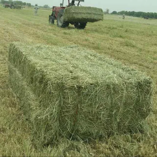  Лучшее качество американская Альфальфа сено злак КРС лошадь домашние животные овца образец 500
