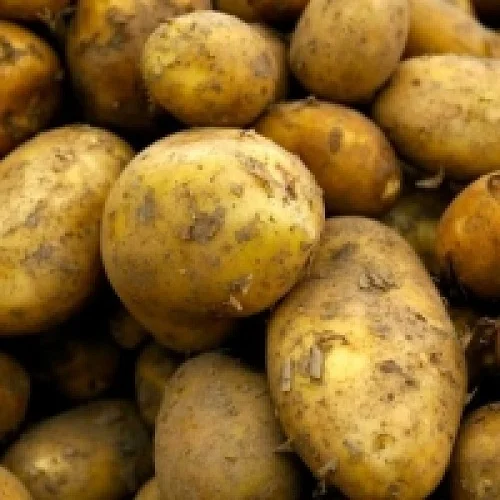Fresh Potatoes