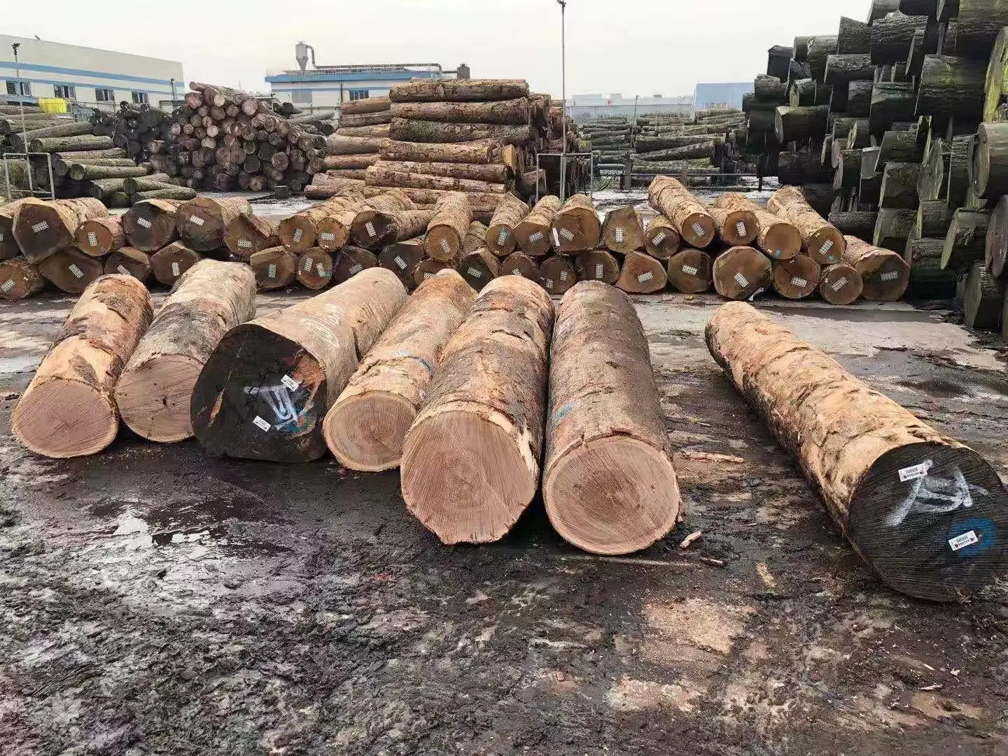
Australian species Eucalyptus timber logs and sawn timber Blackbutt & Spotted Gum 