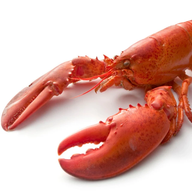 Frozen Crawfish Lobster For Sell At Discount Price