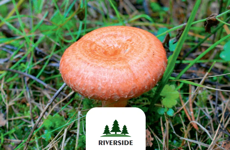 Plastic Buckets Package GOST Standard Lactarius Torminosus Coral Milk Caps Grown in Clear and Wild Forests