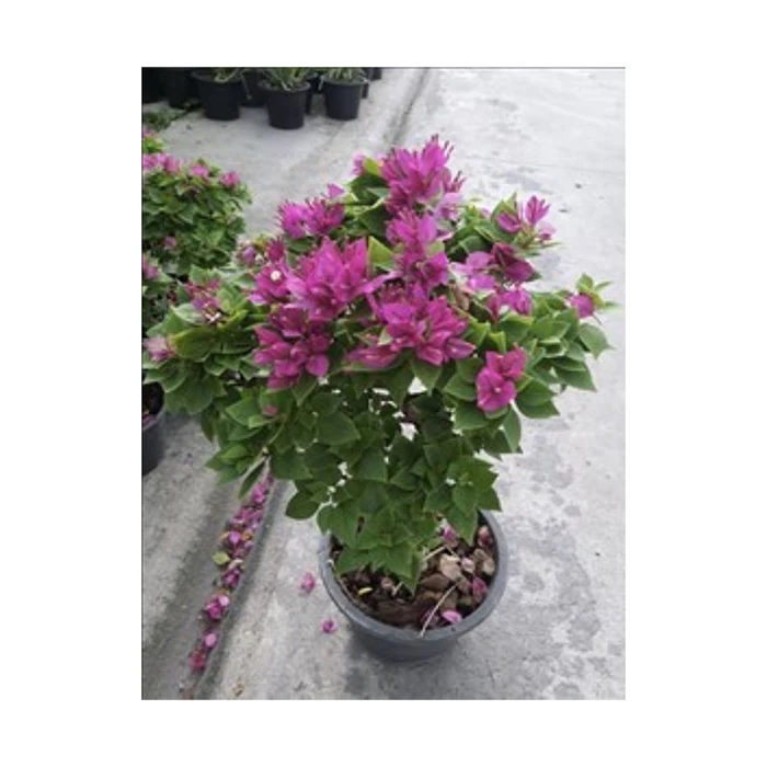 Натуральные растения бугенвиллеи из Таиланда