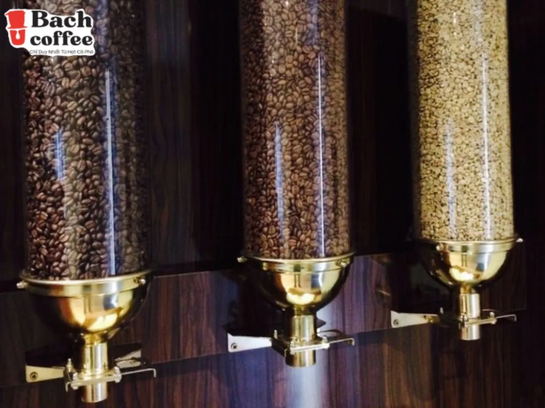  Kaffee Премиум вьетнамские цельные кофейные зерна (среднее обжарение)-100% Арабика изысканные полученные напрямую из фермы