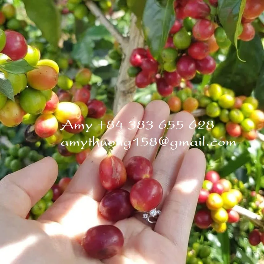 DRIP BAG COFFEE - INSTANT COFFEE - VERY EASY TO USE AND SAVE YOUR TIME