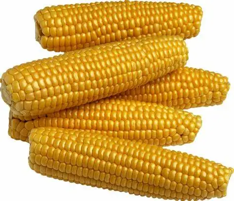  Vietnamese Yellow Corn Best Price Wholesale - Vietnam Maize export to Korea Japan UAE etc yellow corn for animal