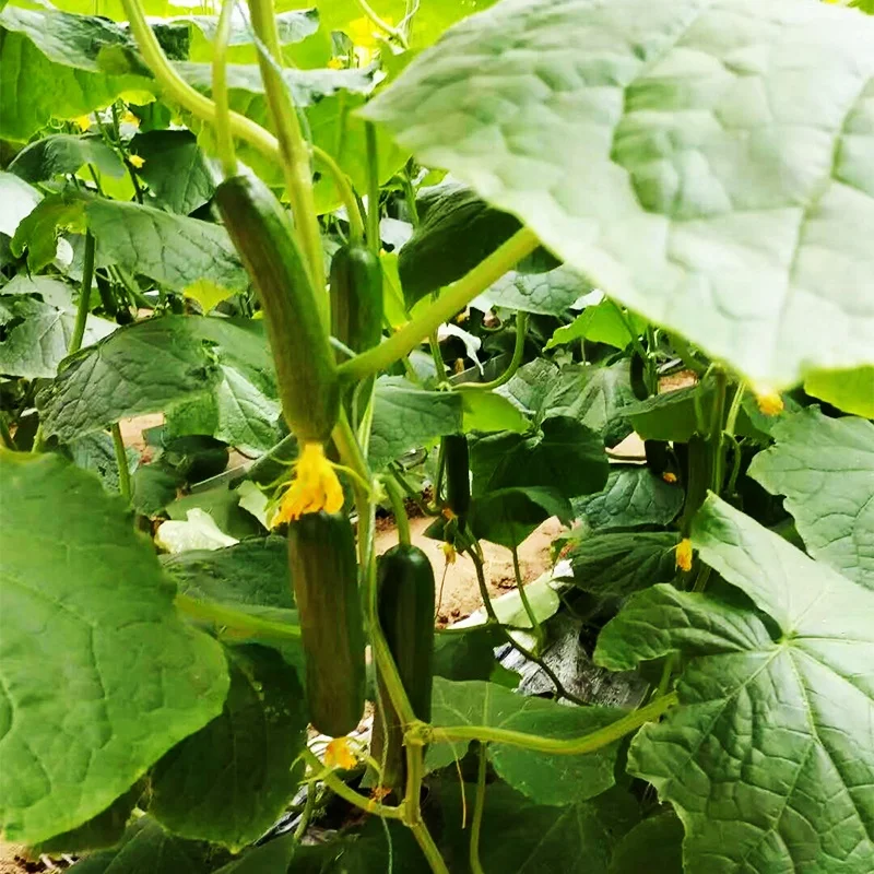 
Quality High Yield Hybrid F1 Mini Green Cucumber Seeds from China 