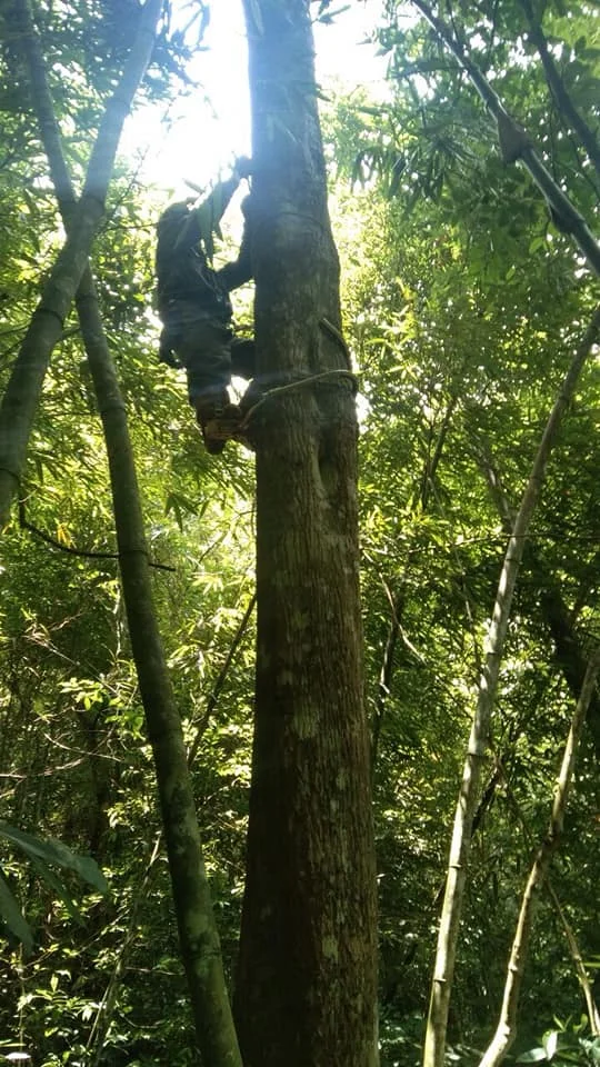 Идеальный материал для изготовления ароматизаторов ароматизатор-бензоиновая смола жвачка эфирное масло Ms. Люси + 84 929 397 651