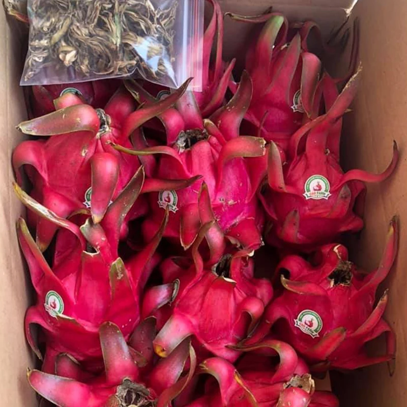 
Fresh Red and White Dragon Fruit Made in VietNam with High quality 