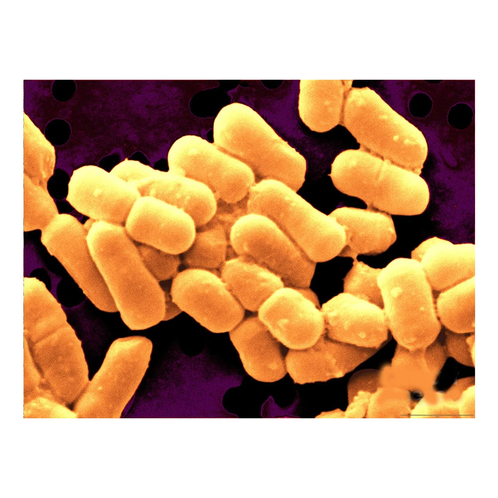 
Fact Delivery Probiotics Lactobacillus Fermentum - Zealmax Biopharma 