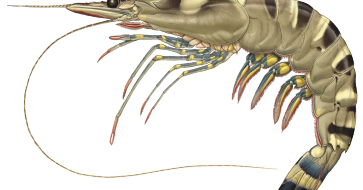 Cheap Price Wholesale TIGER SHRIMPS For Sale In bulk