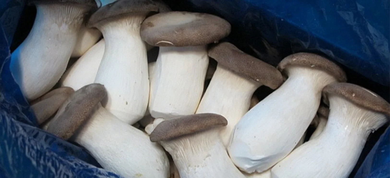 Свежие натуральные грибы с самым свежим и питательным вкусом Королевский устричный гриб выращиваемый в Корее провинция Гённам