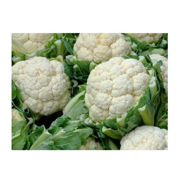 Available Bulk Stock Of Fresh Vegetables Cauliflower At Lowest Prices
