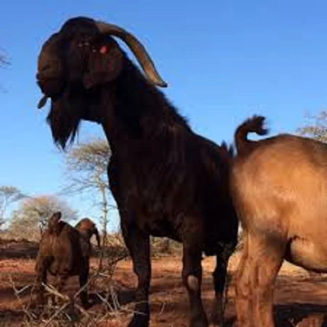 
LIVE MATURE KALAHARI RED GOATS, BOER GOAT AND SAANEM GOATS AVAILABLE USA 