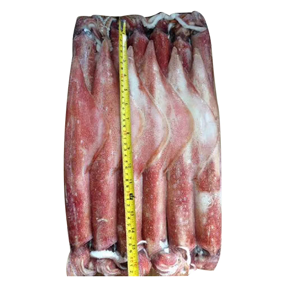 Loligo Squid HACCP Certified Frozen Seafood Supplier