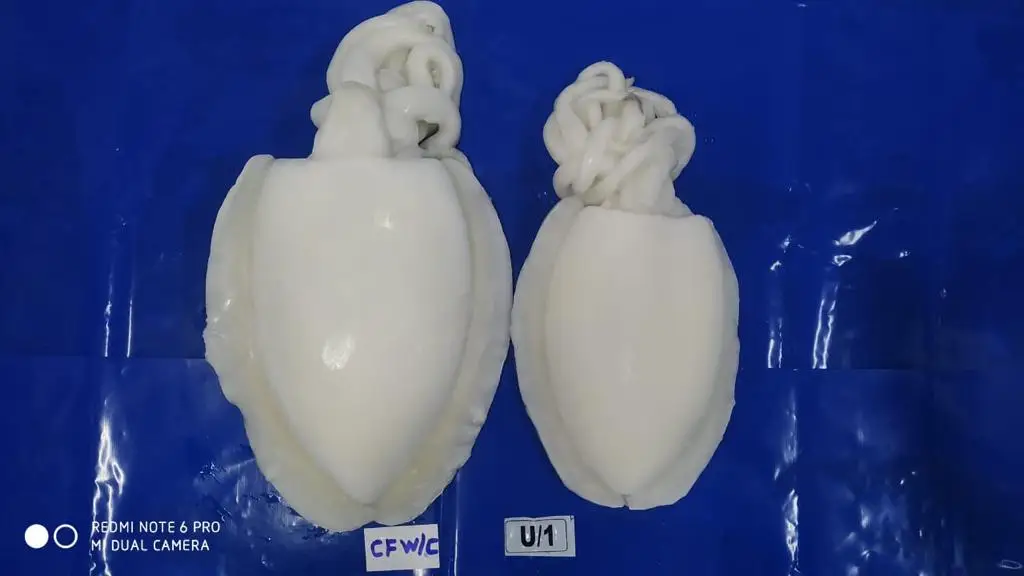 CUTTLEFISH WHOLE CLEANED