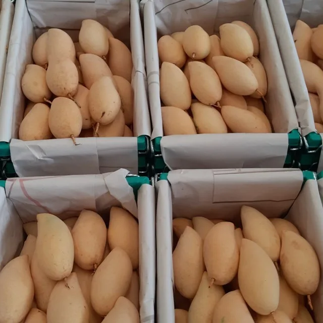 
Fresh Mango Nam Dok Mai High Quality From Thailand 