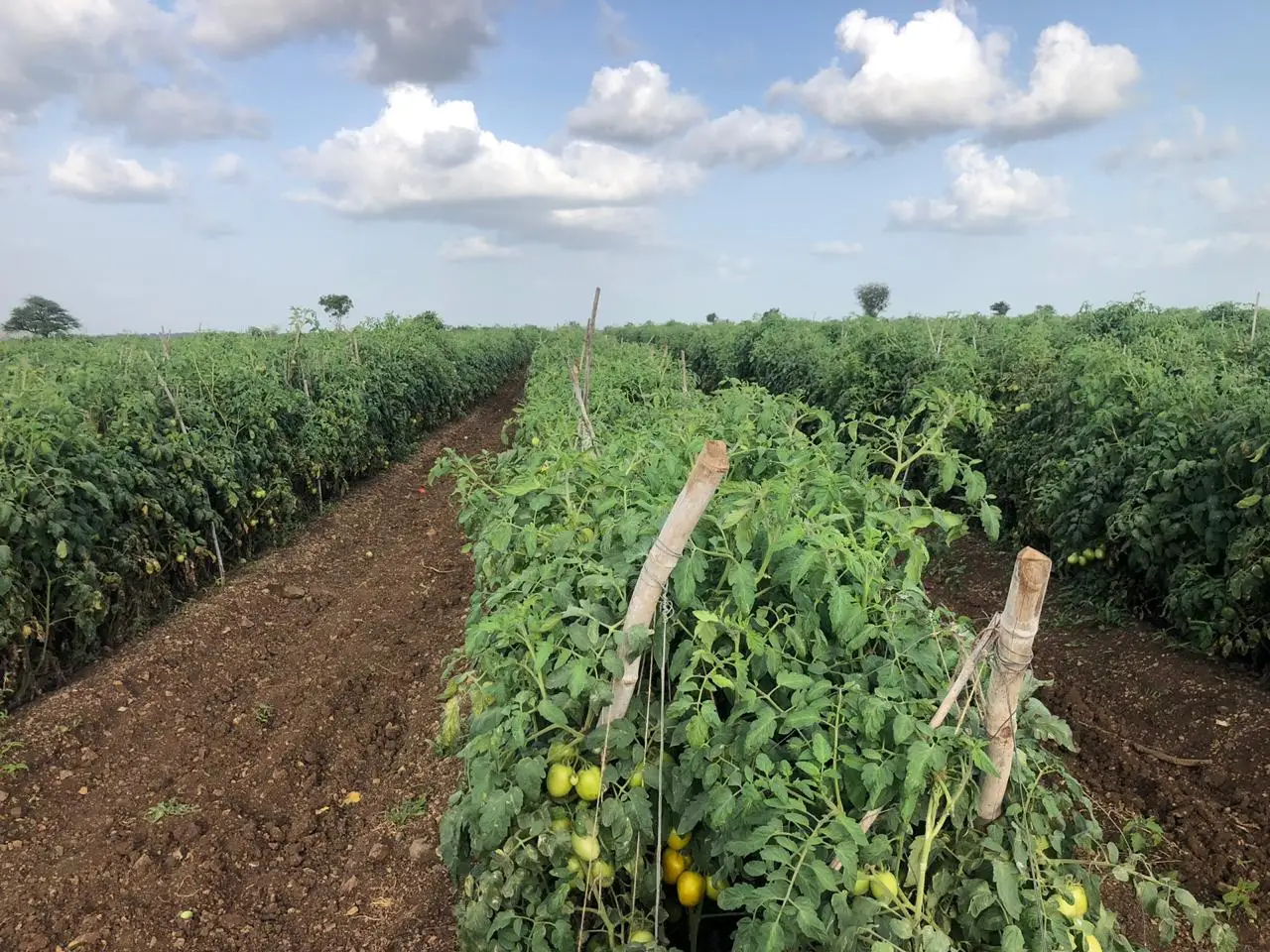 
2021 HIGH YEILDING HYBRID TOMATO SEEDS 3030 FOR PLANTATION SQUARISH ROUND 10 GMS BAG 