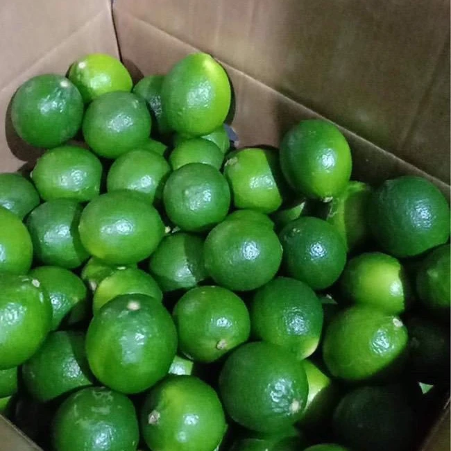 Свежий лимон без семян во Вьетнаме 2021 лучший вкус для экспорта в большом количестве