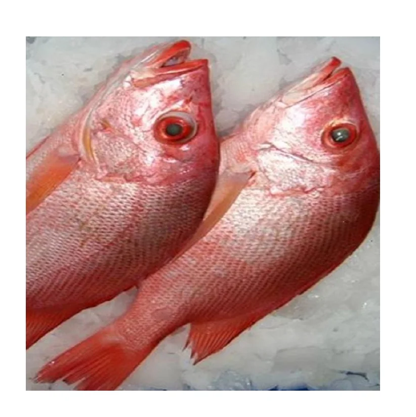 Processed Frozen Snapper Fish - Red Snapper - Seafood