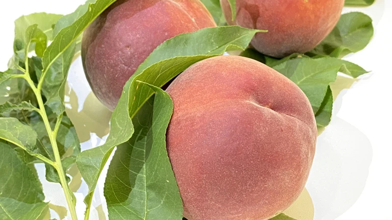 Carefully Selected Wholesale Price High Premium Quality Organic Juicy Sweet Fresh Peaches