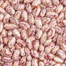 High Grade Cheap Sugar Beans Organic Red Kidney Beans