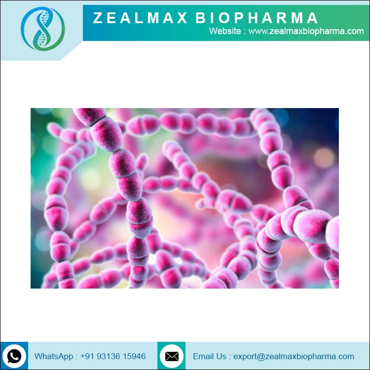 Streptococcus Thermophilus высокое качество OEM ODM ручная пресс-форма для порошок Thermophilus-zealmax Biopharma