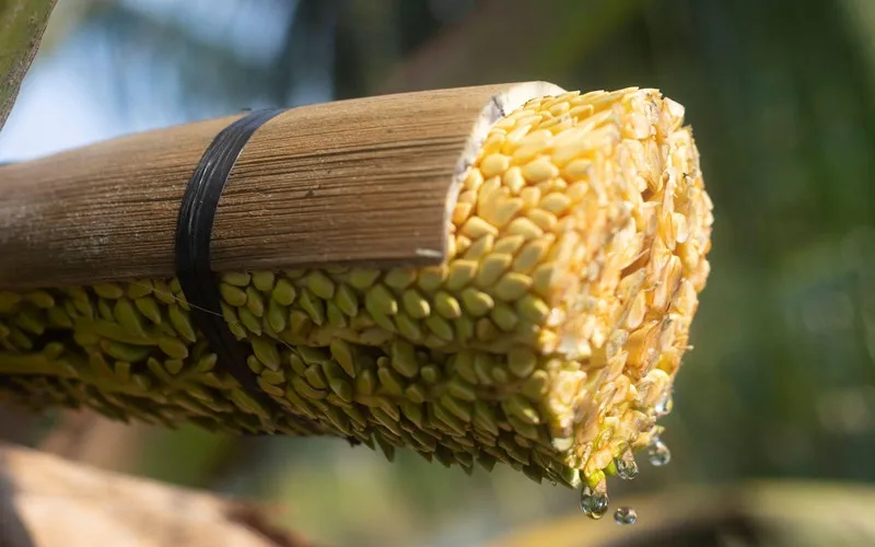 Для овощей-кокосовый продукт кокосовый нектар сирап специальный fooo из Вьетнама // Jolene + 84 336089155