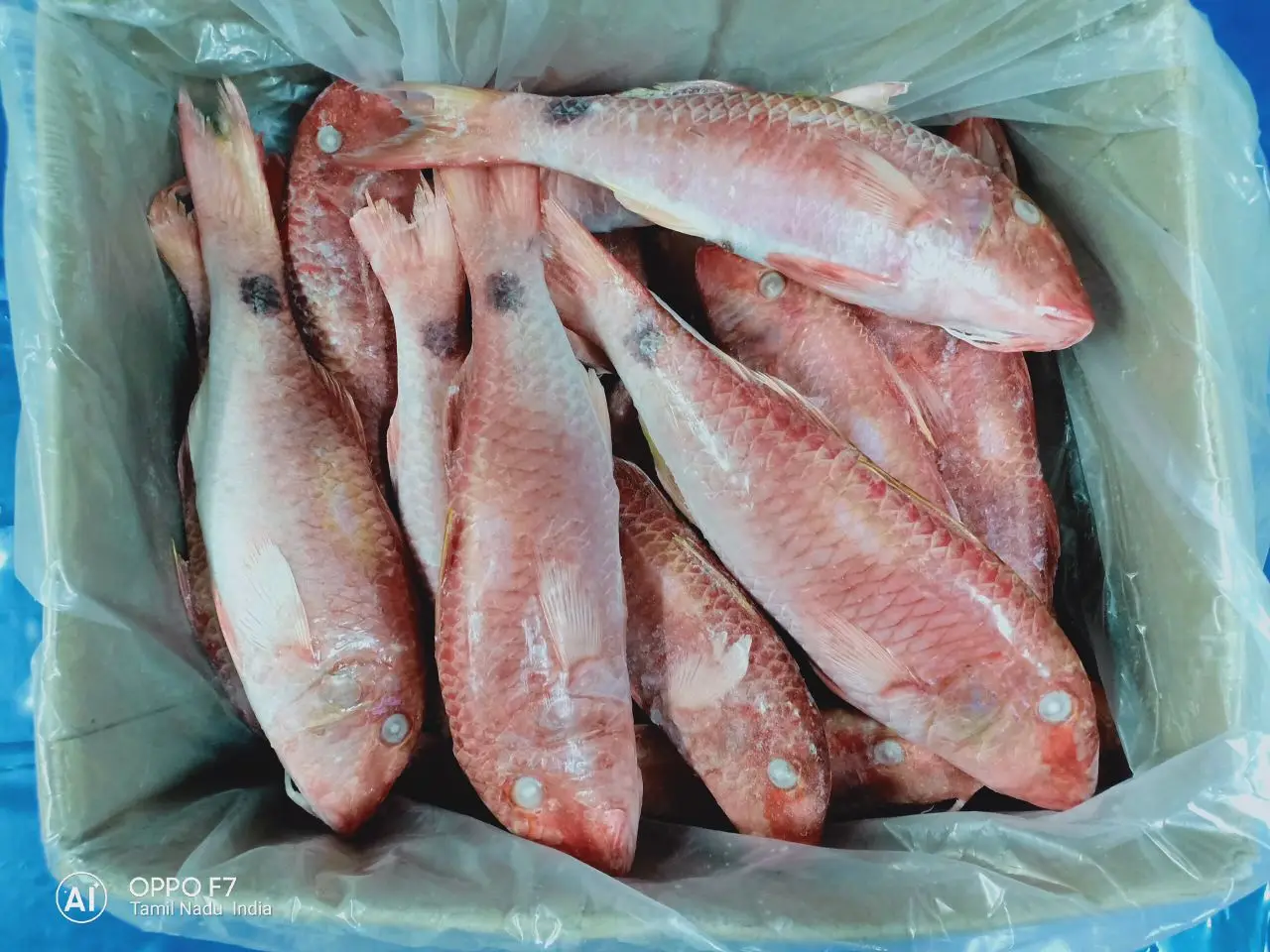 
FROZEN RED MULLET WHOLE 