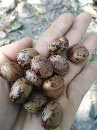 Оптовая продажа семена необработанной резины сушеные коричневые орехи MS ANNA + 84902804571