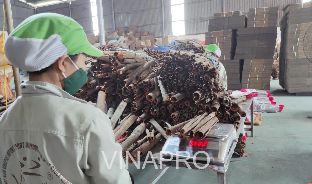Whole cassia - Vietnamese origin - VINAPRO
