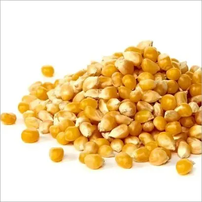 Best quality Yellow and White Corn/Maize Grain - Corn seed