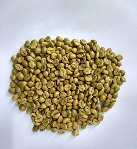 
Indian Green Coffee Bean unwashed Robusta Cherry AA Screen 18 